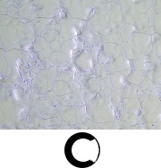 product_gx53_observation_06.jpg